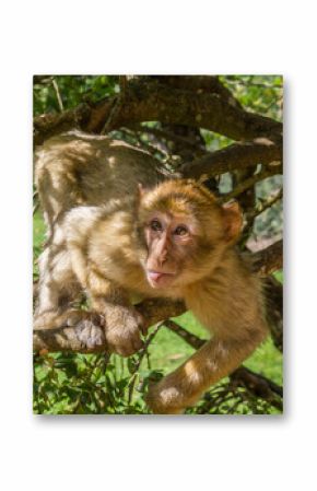 Macaque qui tire la langue