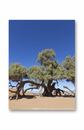 A single Tamarisk tree (Tamarix articulata) in the Sahara desert