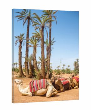 excursion en dromadaires 3