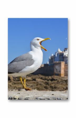 mouette hurlante essaouira