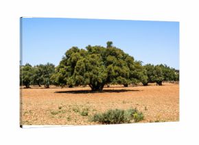 Plantation d'arganiers