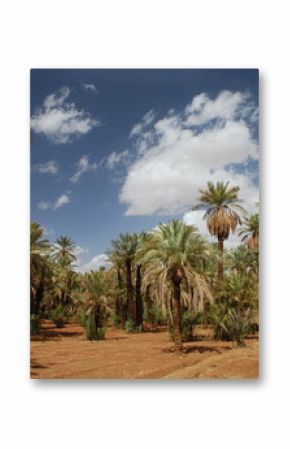 Palmeraie