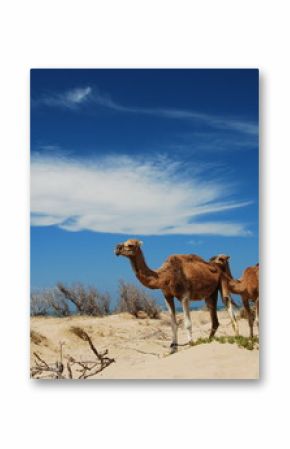 Dromadaires dans les dunes