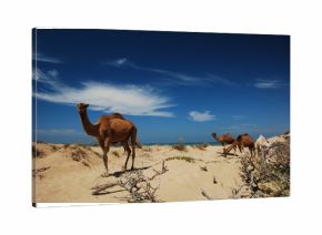Camels