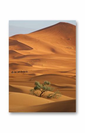 Sahara desert