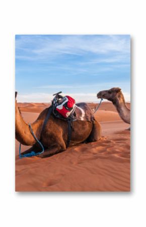 Rastende Dromedare einer Karawane in den Dünen der Sahara bei Merzouga  Marokko