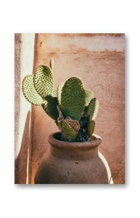 Paddle cactus in a ceramic pot against a red wall in medina of Marrakech, Morocco.