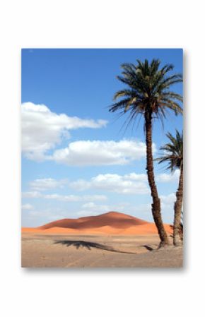 palm trees in the sahara desert