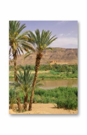 Oasis Tamnougalt in Draa Valley, Morocco