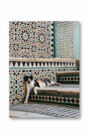 cat - maroc
