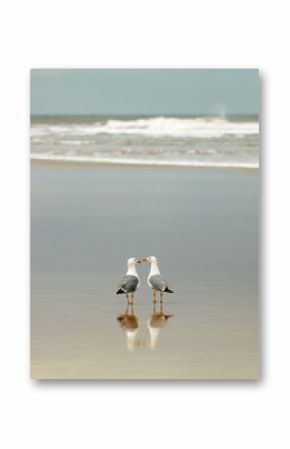 Two seagulls on the beach