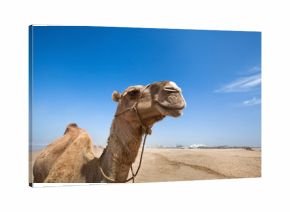 smile of camel