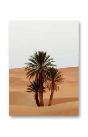 Morocco. Sand dunes of Sahara desert