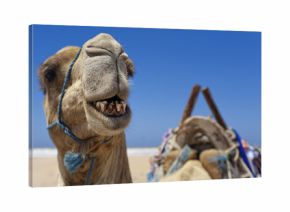 Kamel am Strand von Essaouira, Marokko