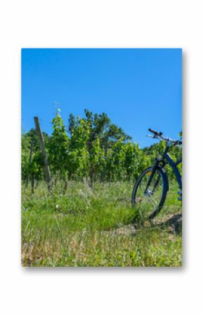 Wine Tourism-Bicycle in Bordeaux vineyards