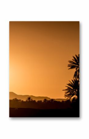 Palm Silhouettes over sunset in the desert.