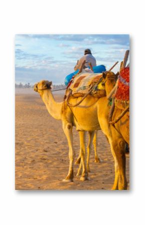Camel caravan at the beach of Essaouira, Morocco.