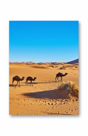 Camel caravan going through the sand dunes in the Sahara Desert. Morocco