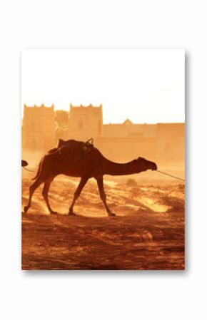Karawana wielbłądów w saharze, Maroko