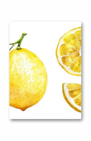 vector watercolor fruit lemon branch on white background