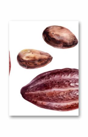 Cacao fruit and cacao beans watercolor vector illustration isolated on white background