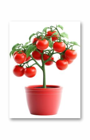 PNG Tomato vegetable fruit plant.