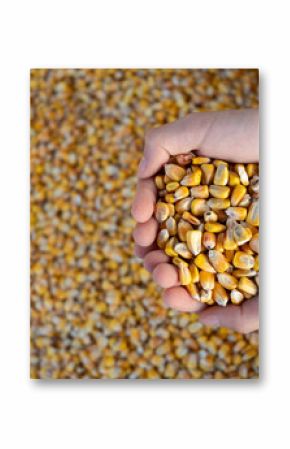 Dry corn kernels in hands