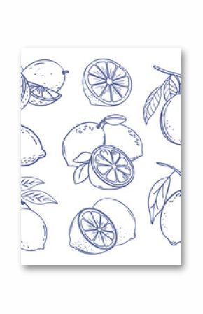 Lemon fruit set. Collection of lemon sketches. Hand drawn doodle illustration.