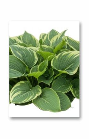 Isolated clumping Hosta plant with variegated green foliage, creating a naturalistic element