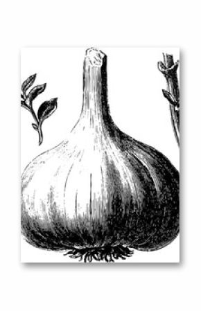 Engraved illustration set featuring garlic bulbs and cloves for culinary design