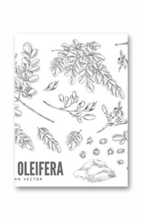 Black and white sketch of branches with leaves, flowers, fruits and powder, moringa oleifera.