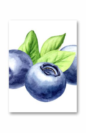 Fresh ripe wild forest blueberries . Watercolor hand drawn illustration, isolated on white background
