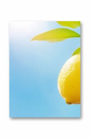 Lemon garden with lemon friuts on blue sky background