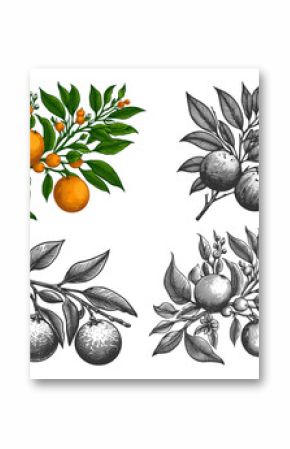 orange branch with fruit, leaves, and blossoms Set collection bundle sketch engraving generative ai raster illustration. Scratch board imitation. Black and white image.