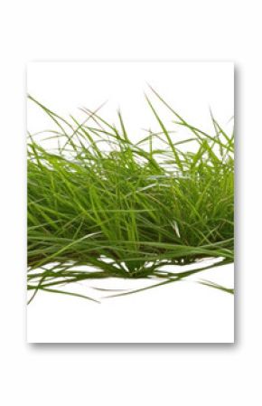 PNG Beautiful green grass vegetation background isolated.