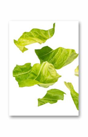 Falling chopped lettuce leaves isolated on white background