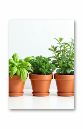 Variety of fresh green herbs growing in clay pots. Includes basil, thyme, rosemary, arranged in row against white background. Perfect for culinary projects, home decor, wellness concepts kitchen