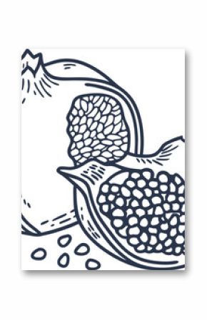 Whole pomegranate and slice with seeds hand drawn fruit illustration, botanical healthy nutrition concept