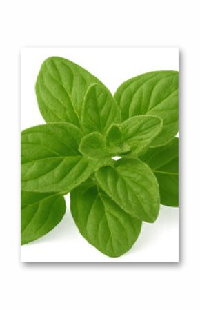 Vibrant green oregano leaves close-up, highlighting natural texture and crisp herbal details against transparent backdrop