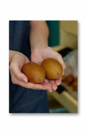 Closeup woman hands holding two ripe kiwi fruits in front of shelf filled with more tropical produce inside fruit store, showing texture and freshness of brown fuzzy skin in natural light.
