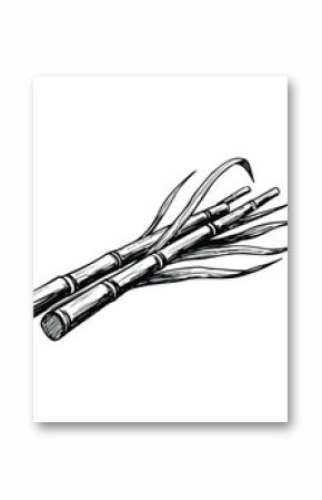 Hand-drawn sugarcane stalks on white background. Vector retro hand drawn illustration