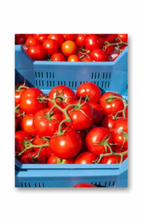 Frische Tomaten in einer blauen Plastikkiste auf einem Marktstand, Deutschland