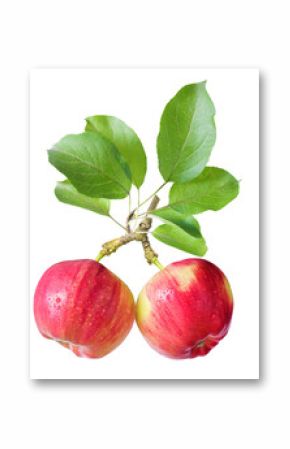 branch of fresh ripe apples with leaves isolated on transparent background