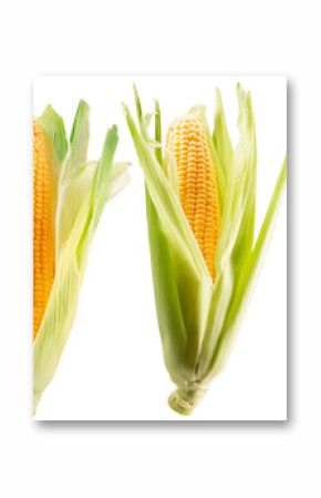 collection of corn cobs isolated on white background