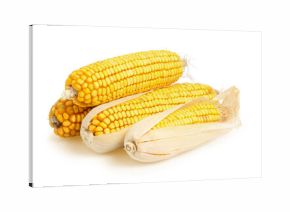 dry corn othe cob isolated