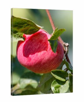 Red apple is hanging from a tree