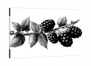 Vintage blackberry branch with leaves engraving for retro design and decor