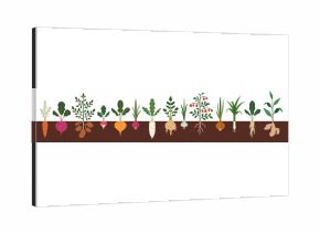 Vegetable roots in soil, underground. Farm crops, agriculture harvest, food plants growing under ground. Field carrot, beet, potato in garden bed. Flat vector illustration isolated on white background