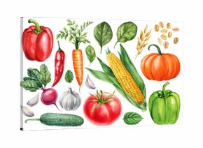 Watercolor Vegetables Set. Corn, Carrot, Tomato, Pumpkin, Cucumber, Peppers Chili and Spinach botanical Illustration