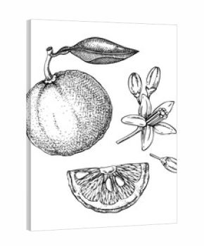Yuzu sketches. Hand drawn vector illustration of citrus fruit with flowers and leaves. NOT AI generated